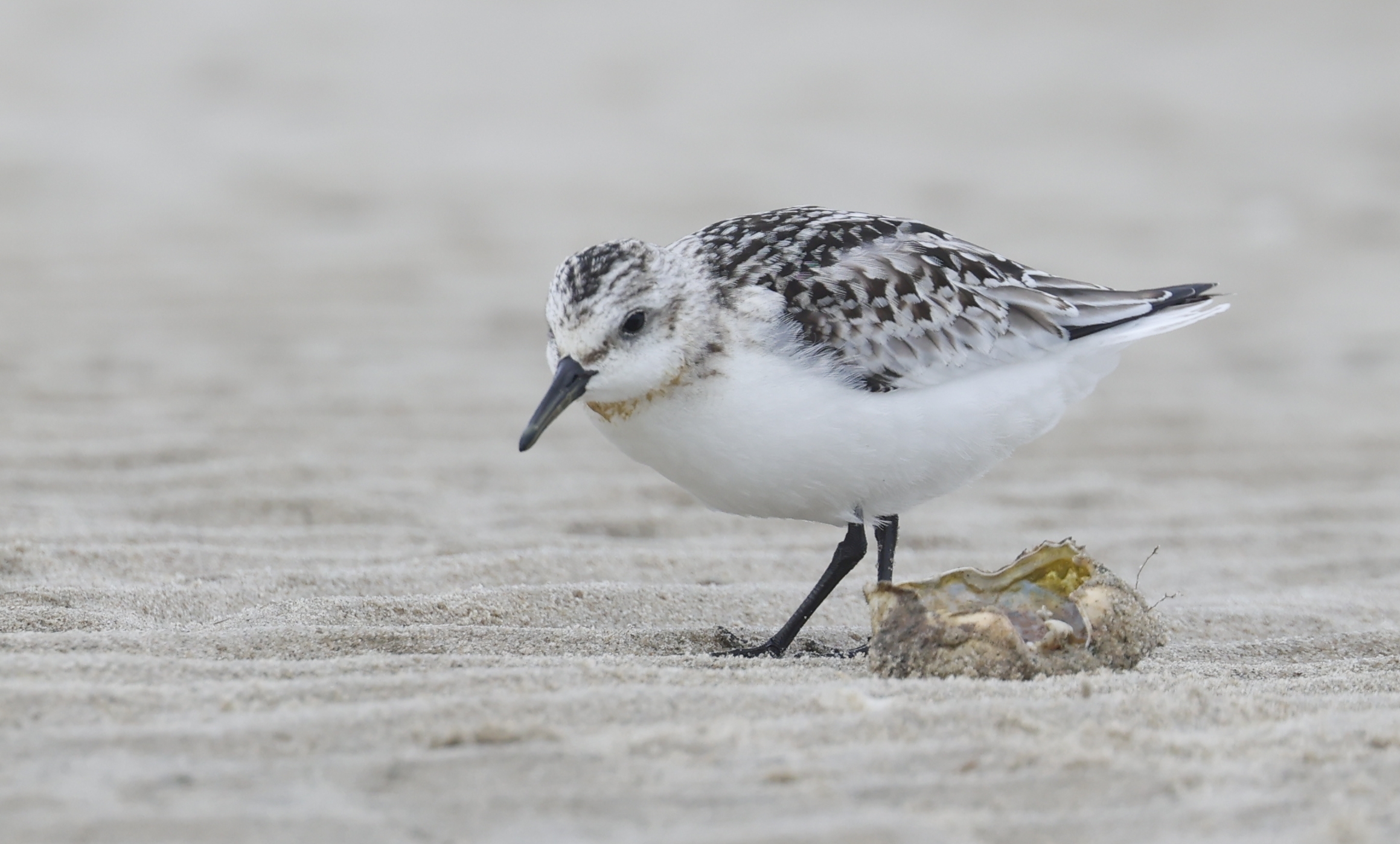 Drieteen strandloper (Texel). Foto van Gerda van der Meer.